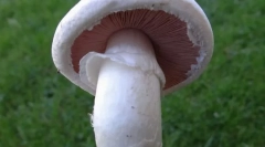 Žampión
